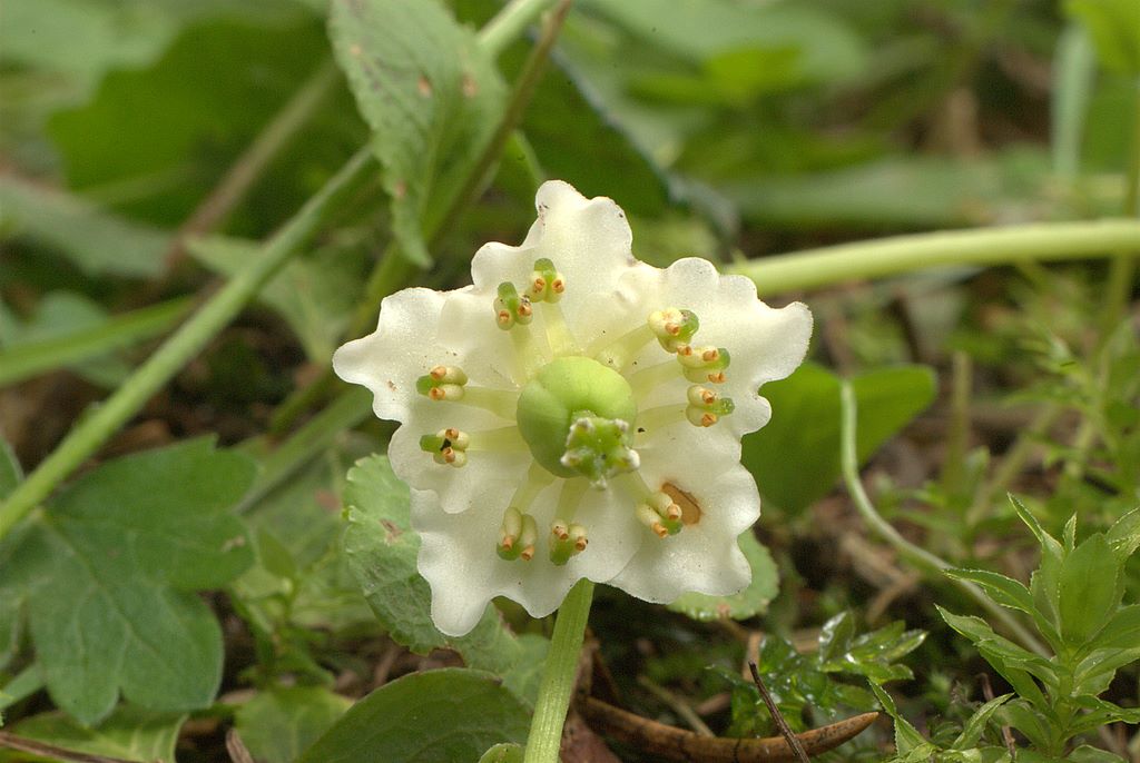 Moneses uniflora / Piroletta soldanina