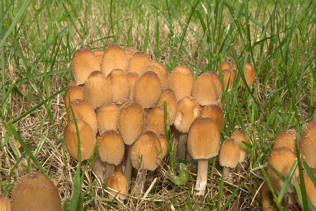 Coprinus micaceus?