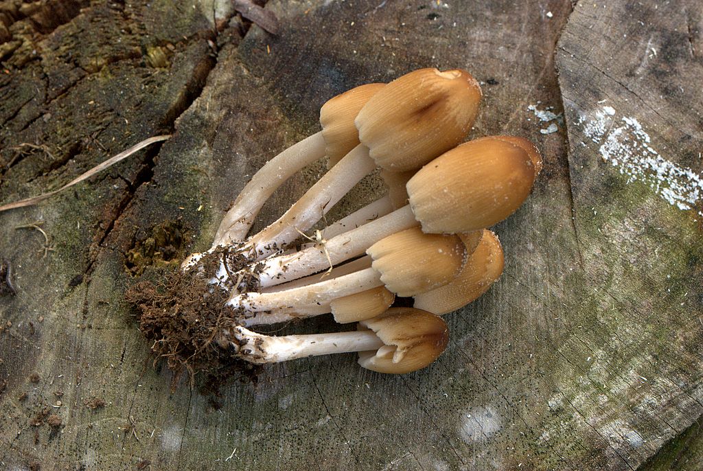 Coprinus micaceus?