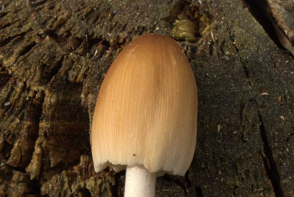 Coprinus micaceus?