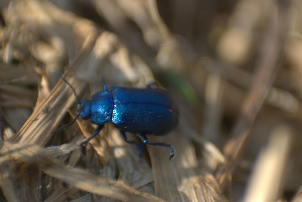 Chi sono? Oreina cacaliae