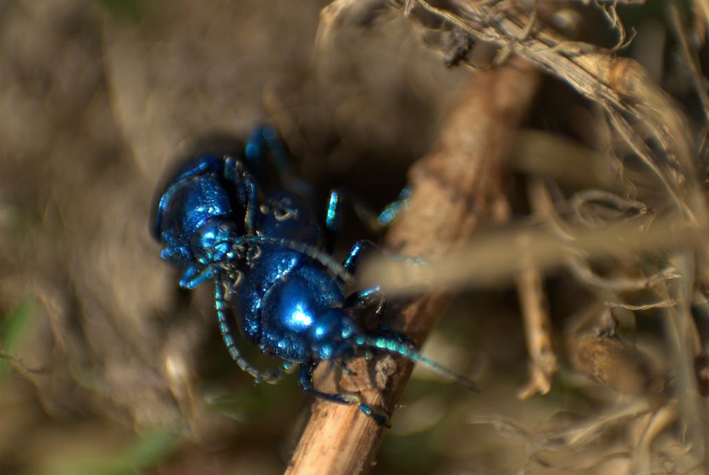 Chi sono? Oreina cacaliae