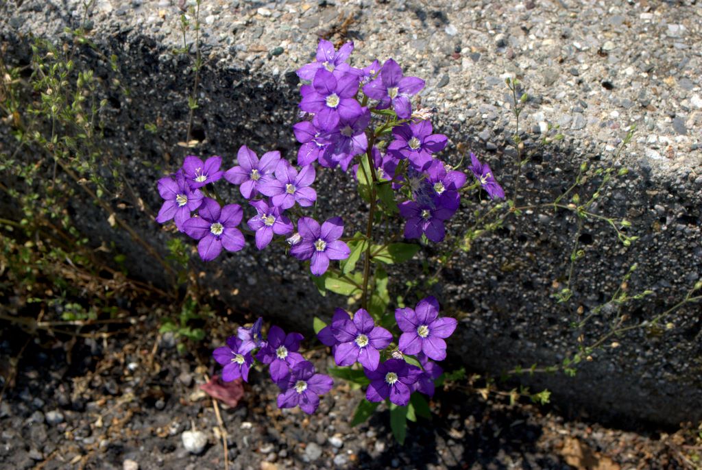 Legousia speculum-veneris