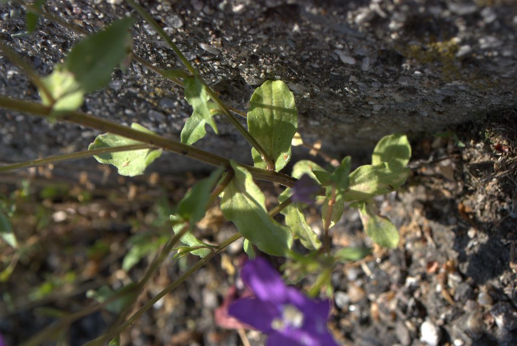 Legousia speculum-veneris