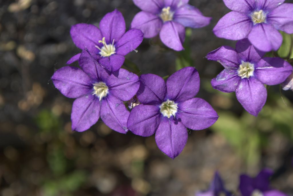 Legousia speculum-veneris