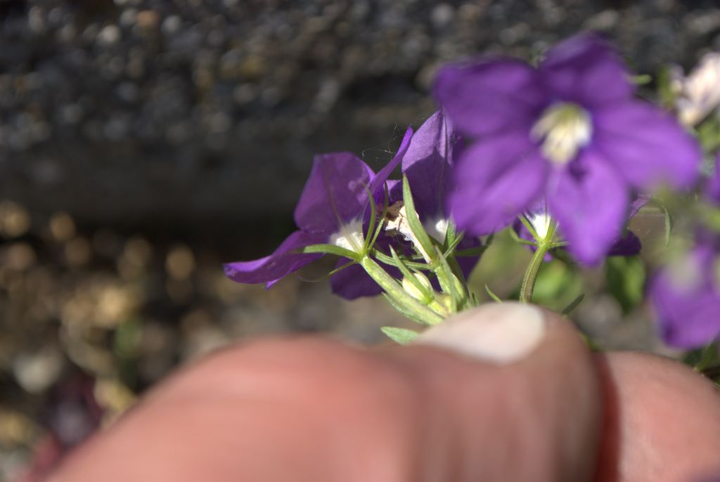 Legousia speculum-veneris