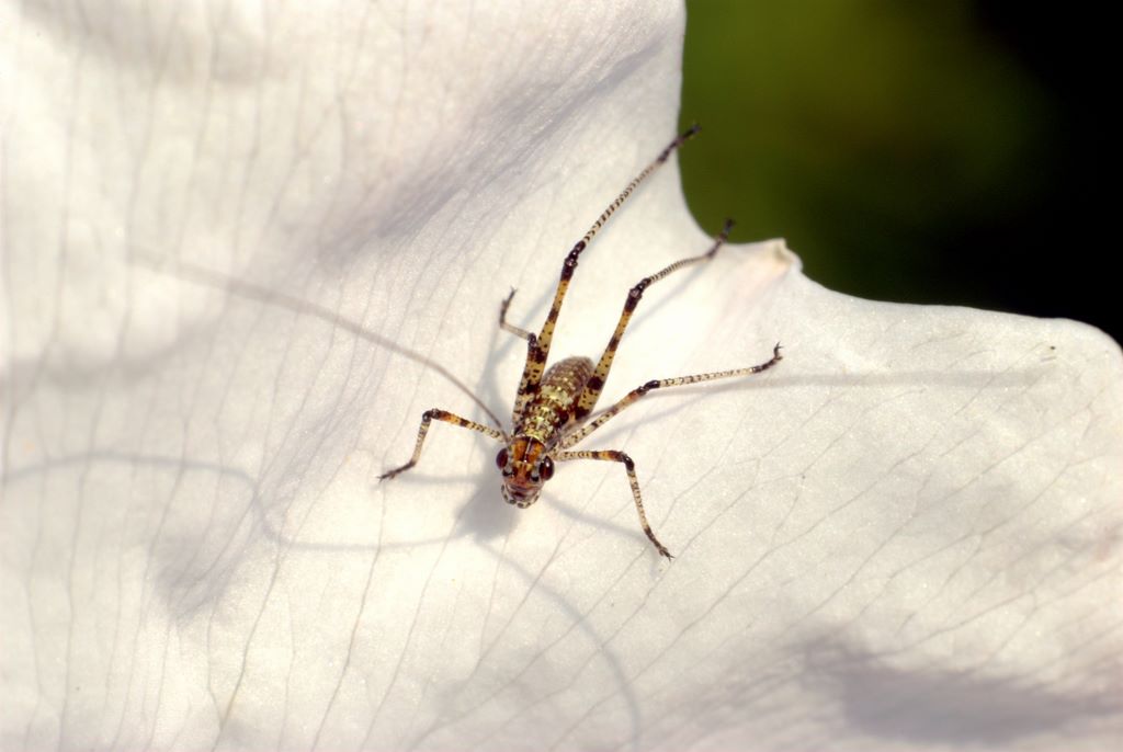 Minuscola cavalletta: neanide di Phaneroptera sp.