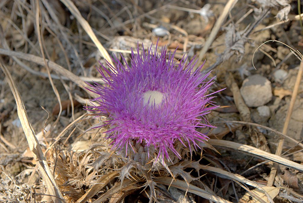 Carlina gummifera (=Atractylis gummifera) / Masticogna laticifera
