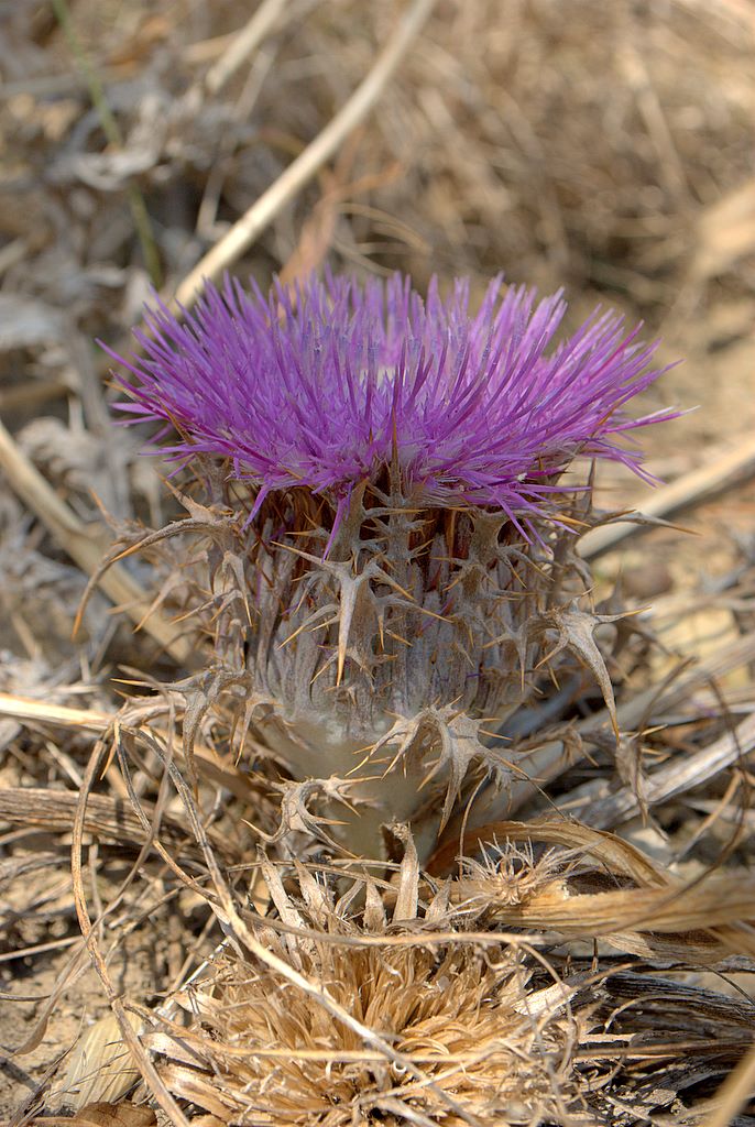 Carlina gummifera (=Atractylis gummifera) / Masticogna laticifera