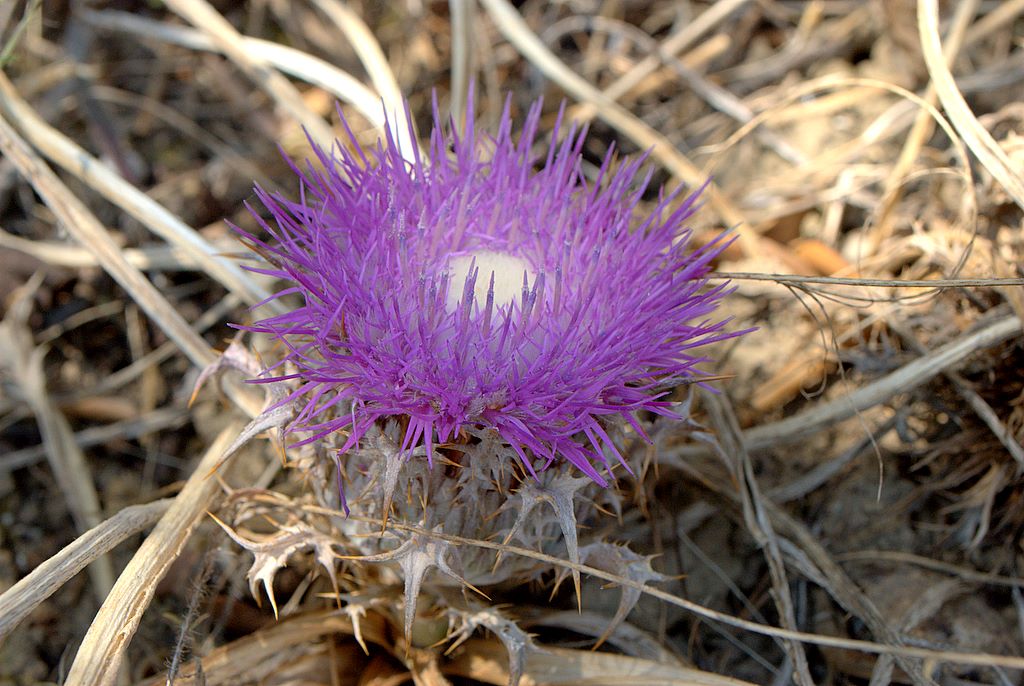 Carlina gummifera (=Atractylis gummifera) / Masticogna laticifera