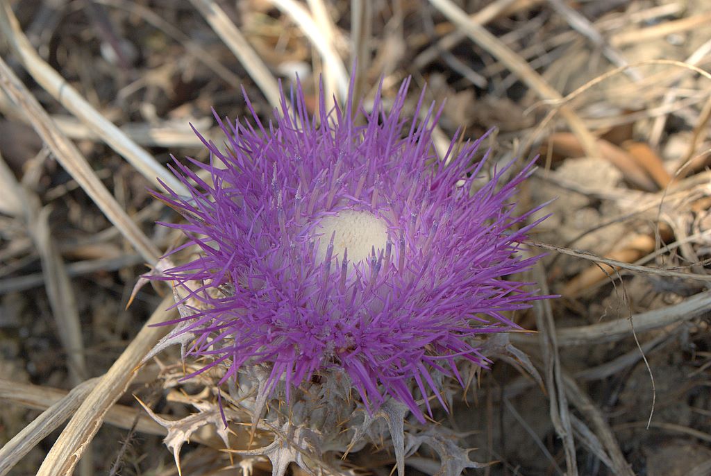 Carlina gummifera (=Atractylis gummifera) / Masticogna laticifera