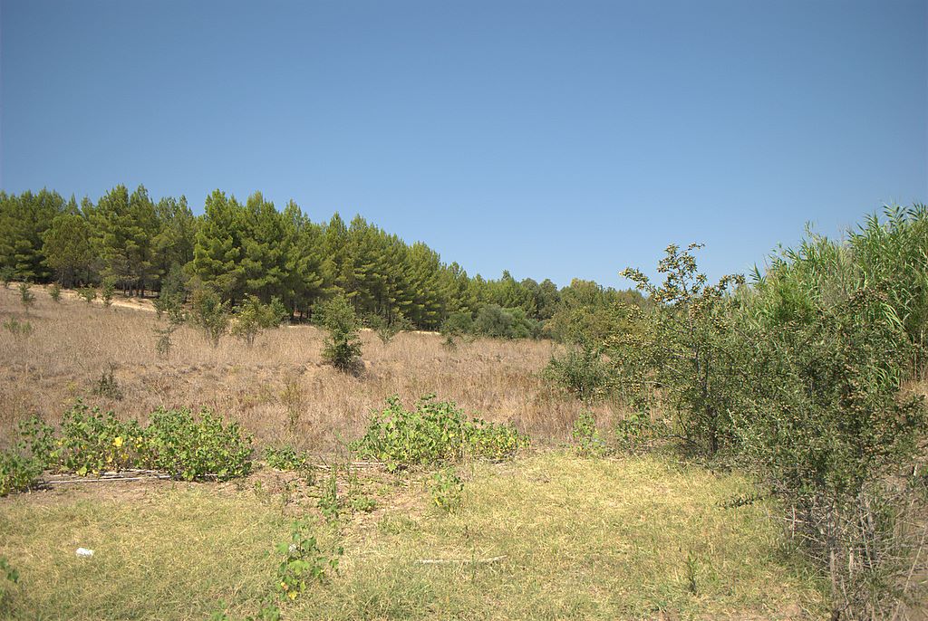 Echinophora tenuifolia / Finocchio-litorale minore