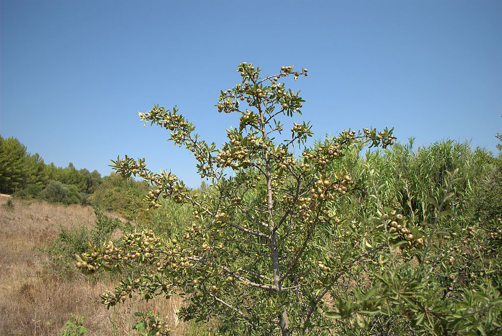 Diga Locone - Pyrus spinosa