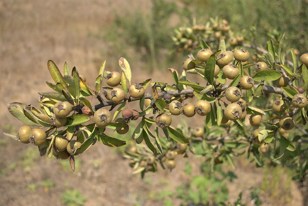 Diga Locone - Pyrus spinosa