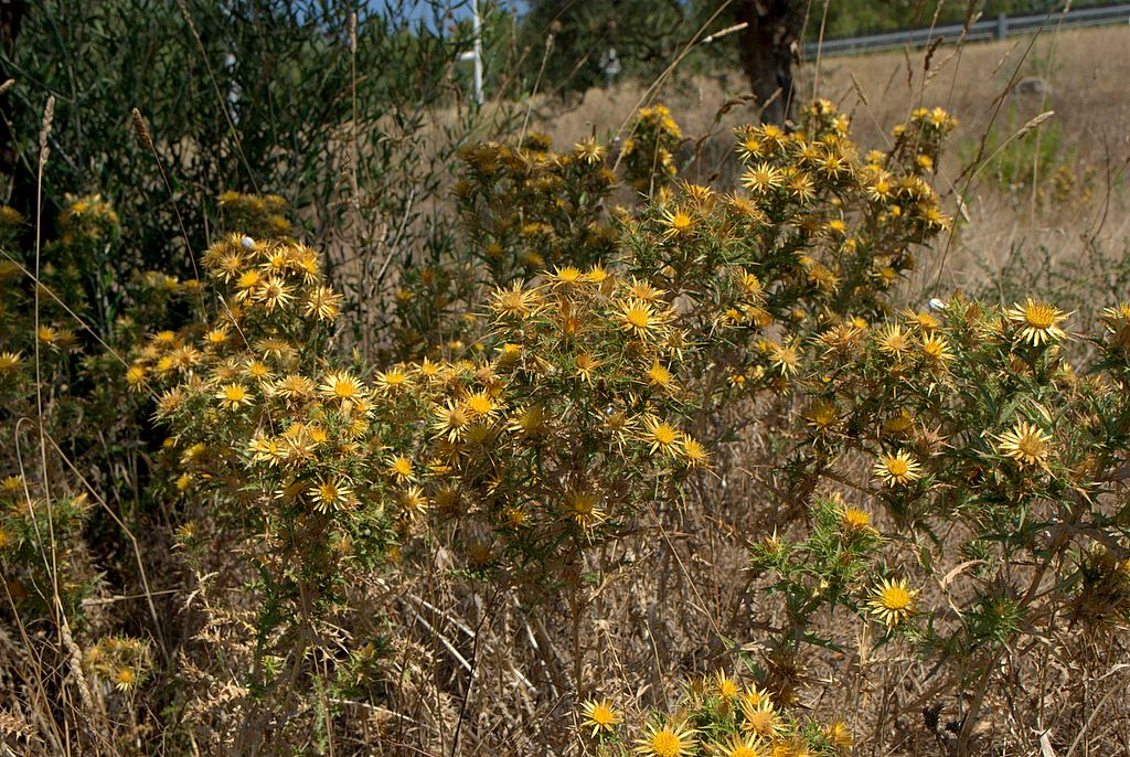 Carlina corymbosa  /  Carlina raggio d''oro