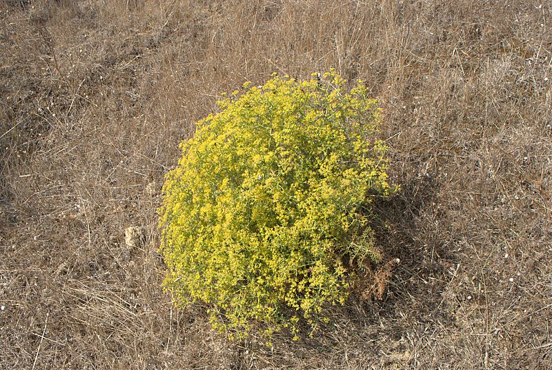 Echinophora tenuifolia / Finocchio-litorale minore