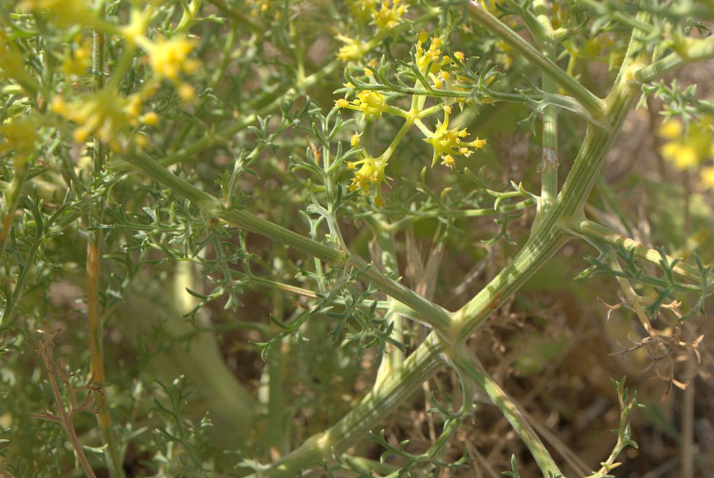 Echinophora tenuifolia / Finocchio-litorale minore
