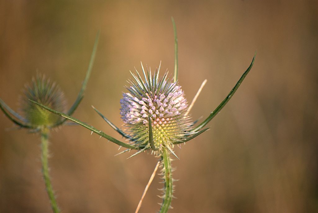 Diga Locone - Dipsacus fullonum