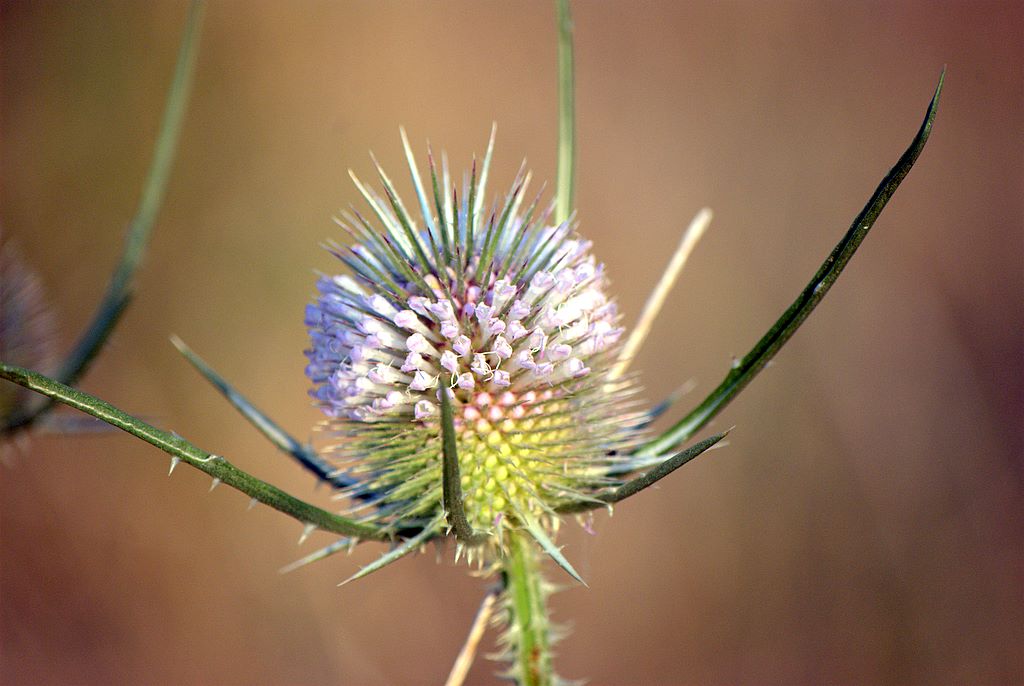 Diga Locone - Dipsacus fullonum