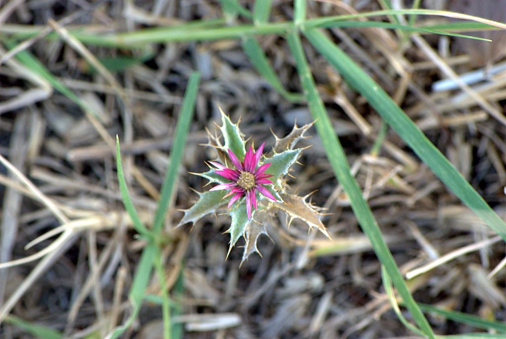 Carlina lanata /  Carlina lanosa