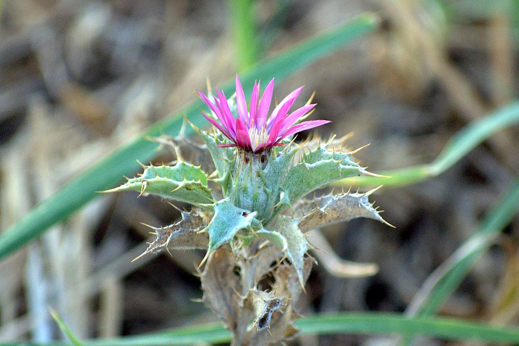 Carlina lanata /  Carlina lanosa