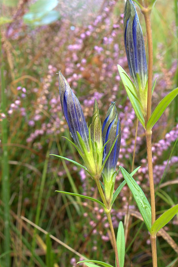 Gentiana pneumonanthe / Genziana palustre
