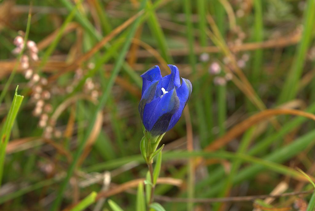 Gentiana pneumonanthe / Genziana palustre