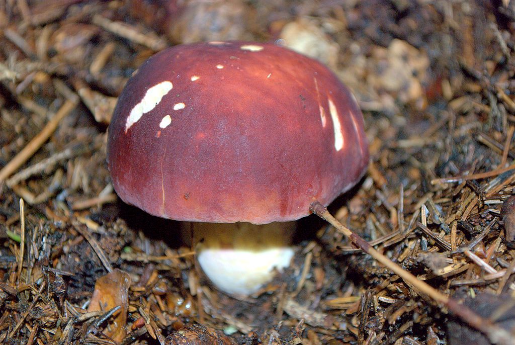 Russula?