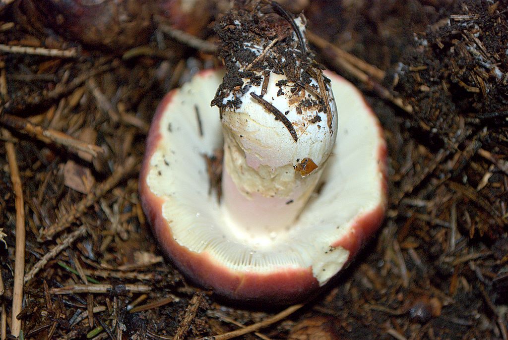 Russula?