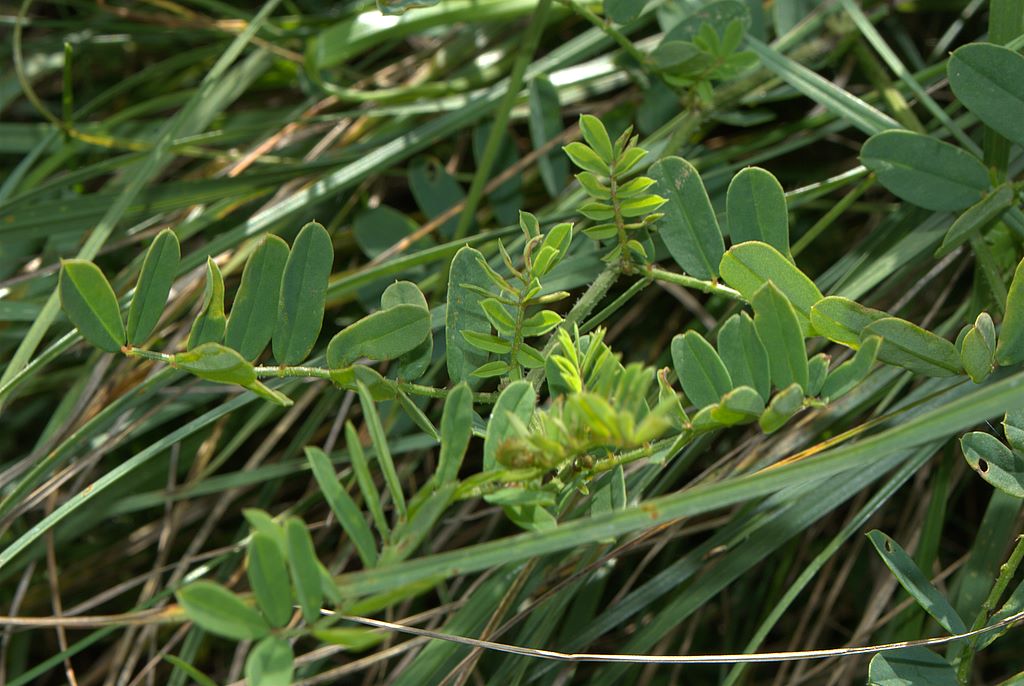 Securigera varia.