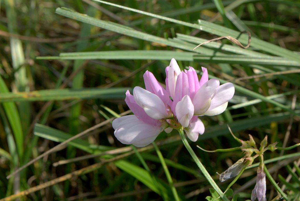 Securigera varia.