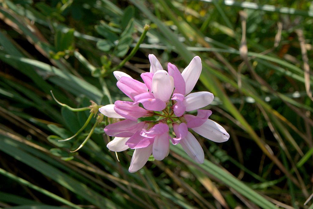 Securigera varia.