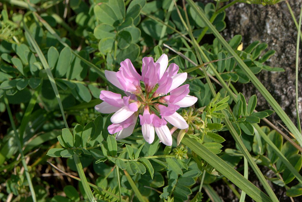Securigera varia.