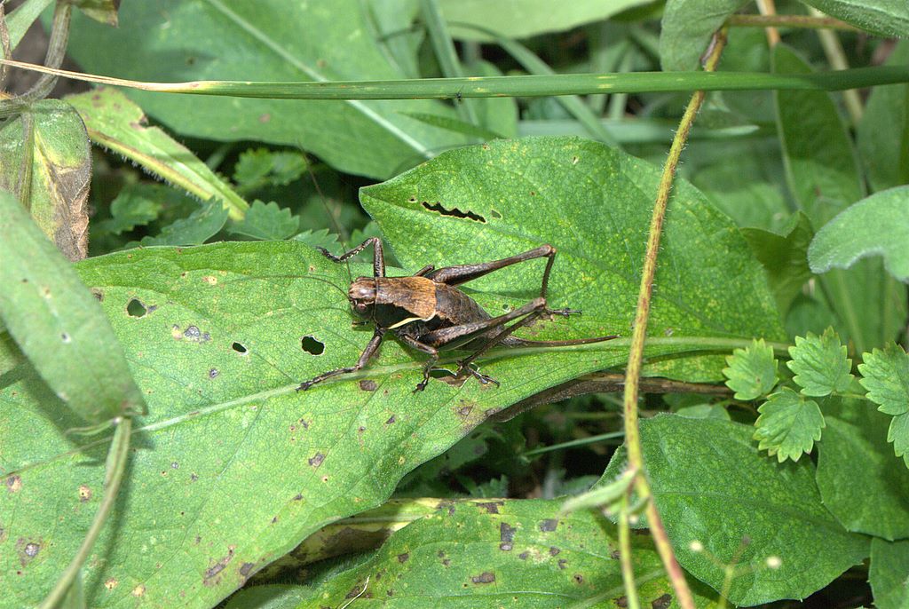 Pholidoptera aptera (Tettigoniidae)