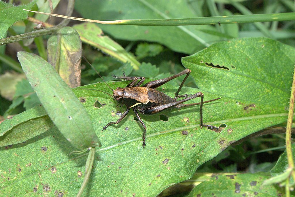 Pholidoptera aptera (Tettigoniidae)