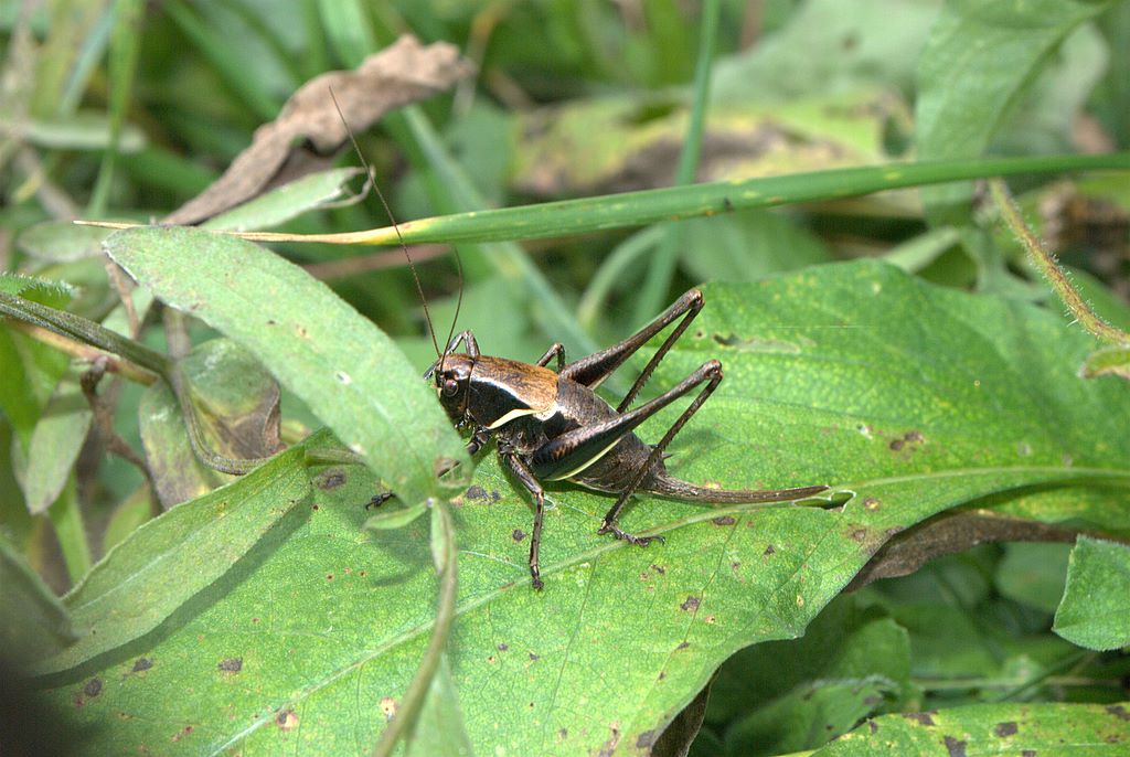 Pholidoptera aptera (Tettigoniidae)