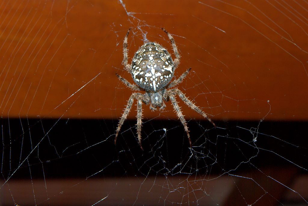 Araneus diadematus