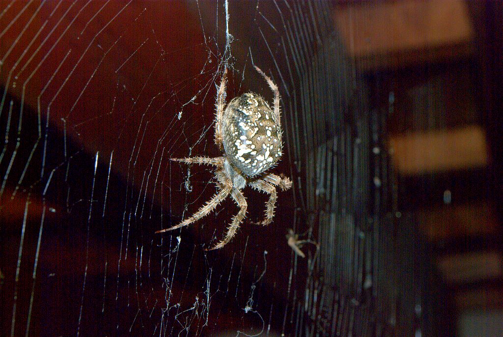Araneus diadematus