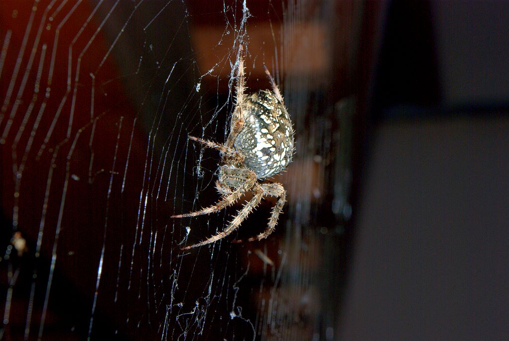 Araneus diadematus