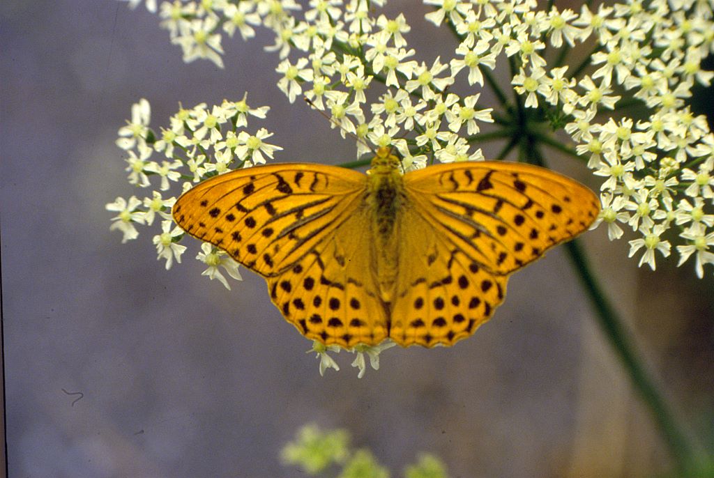 Da determinare - Argynnis (Argynnis) paphia (maschio)