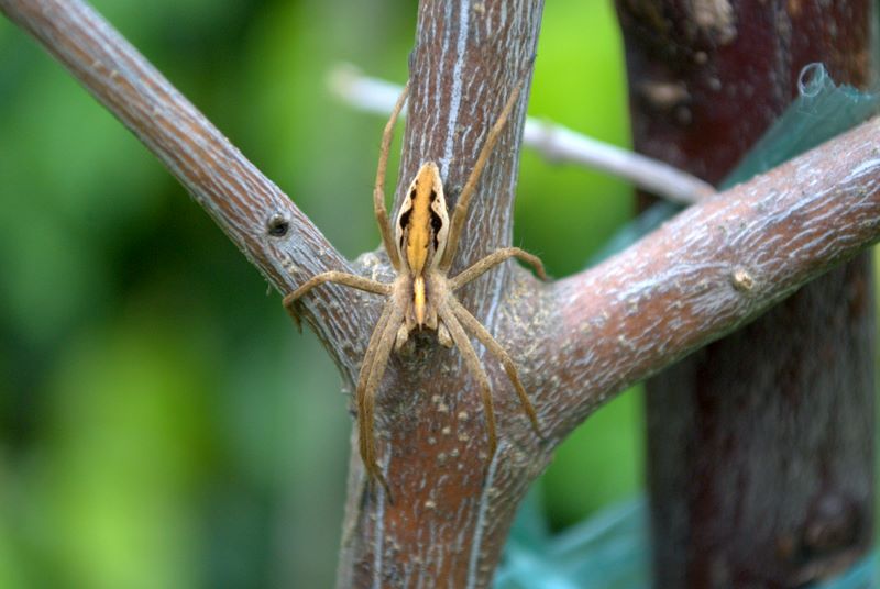 Pisaura sp.