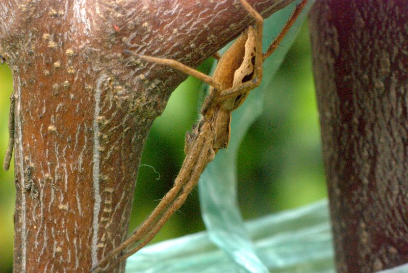 Pisaura sp.