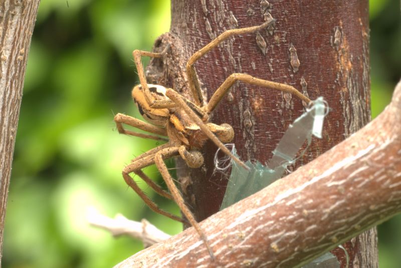 Pisaura sp.