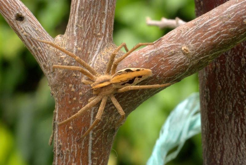Pisaura sp.