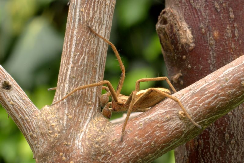 Pisaura sp.