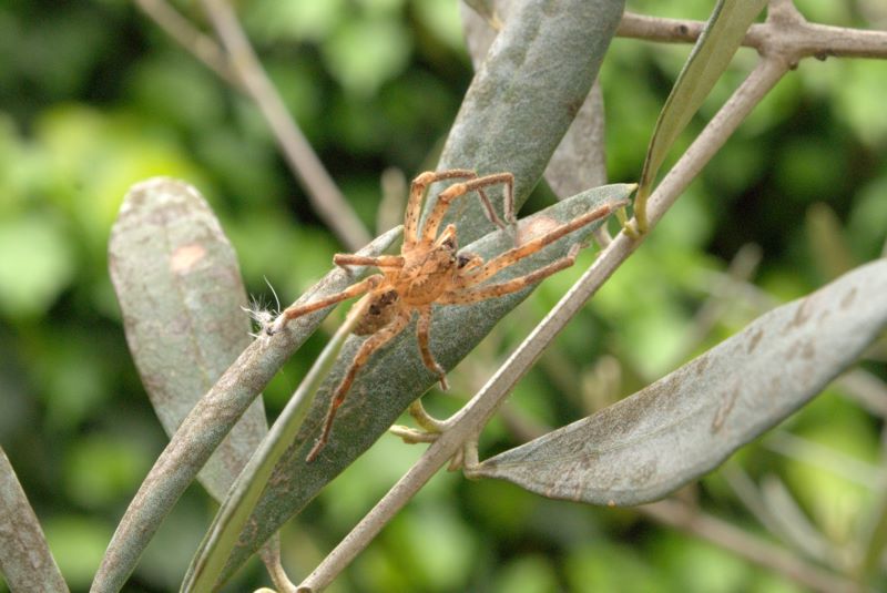 Zoropsis sp.