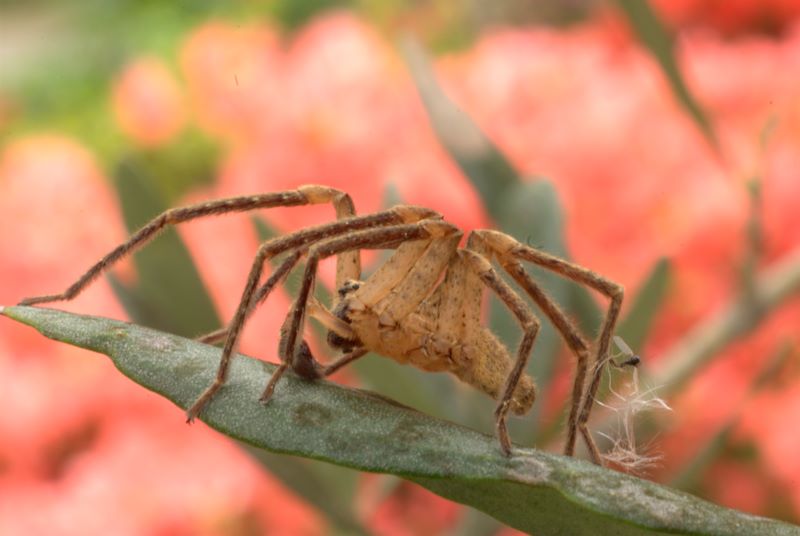 Zoropsis sp.