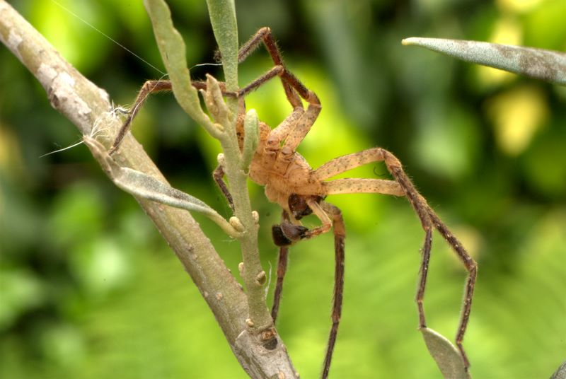 Zoropsis sp.