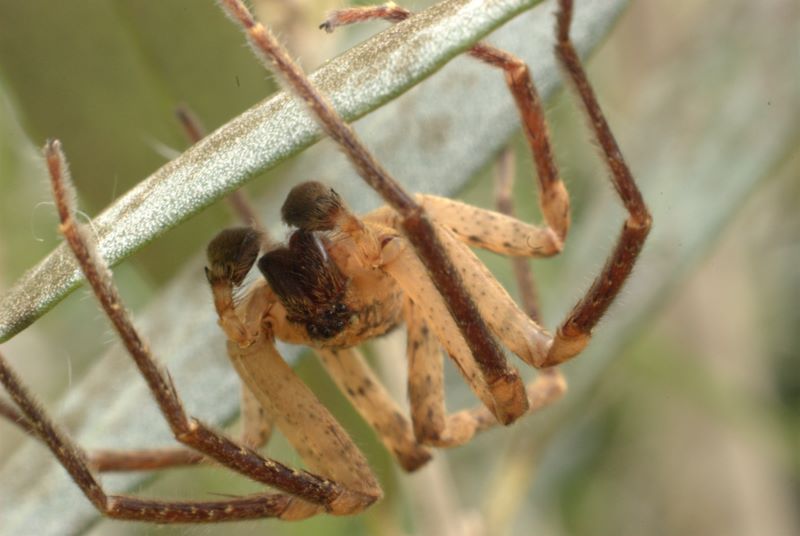 Zoropsis sp.