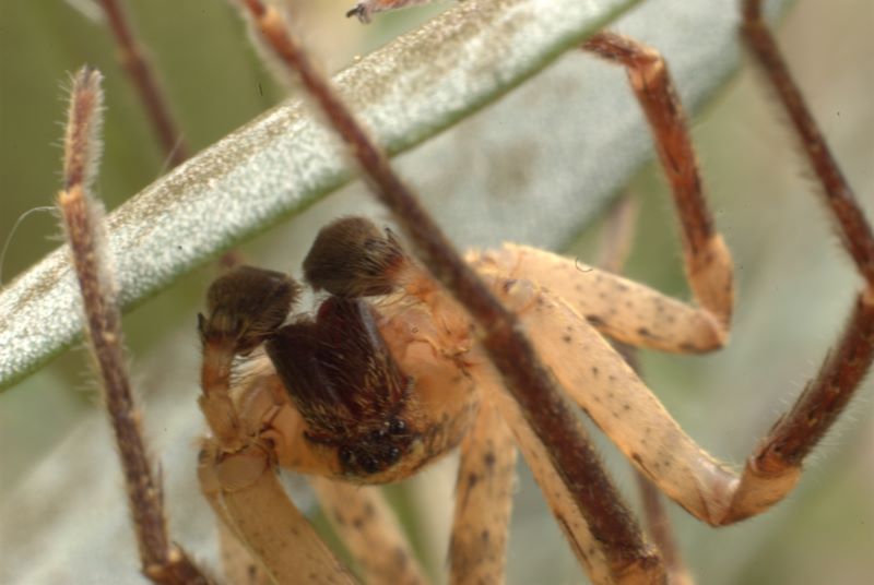 Zoropsis sp.